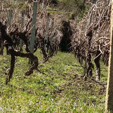 A Casina De Morgan , Con Vistas Al En El Ribeiro A Arnoia